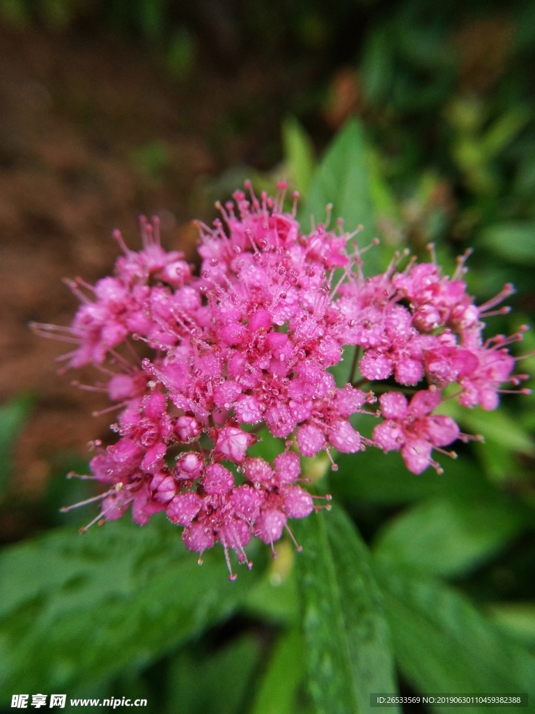 花卉 高清花卉 粉花绣线菊