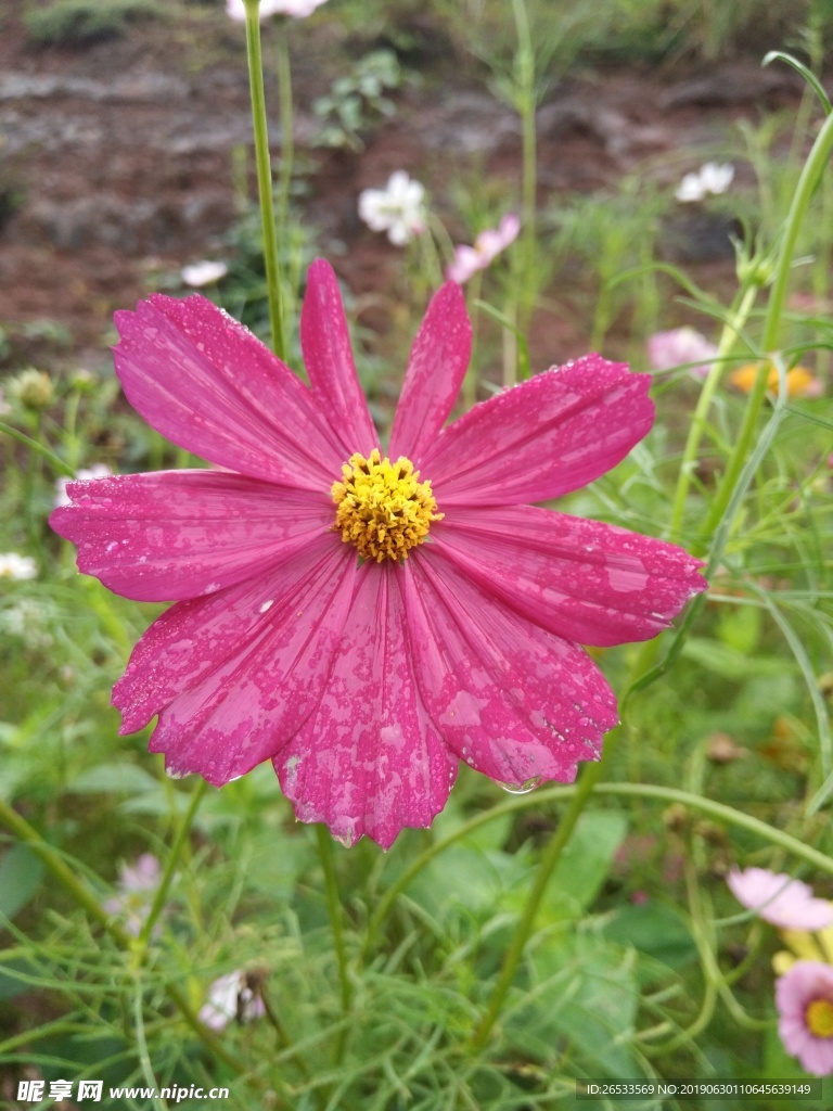 植物 春天 夏天 波斯菊 雏菊