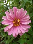 白日菊 百日草 花朵 小清新