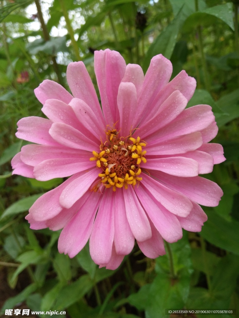 白日菊 百日草 花朵 小清新