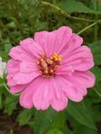白日菊 百日草 花朵 小清新