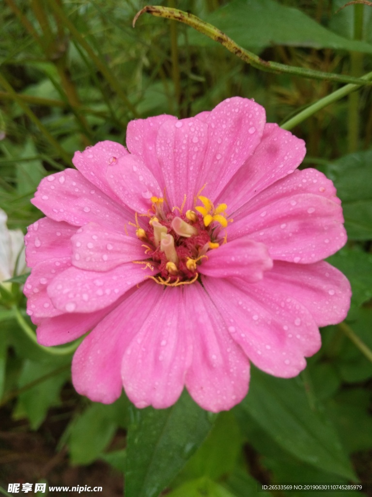 白日菊 百日草 花朵 小清新