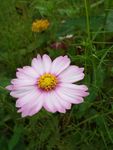 植物 春天 夏天 波斯菊 雏菊