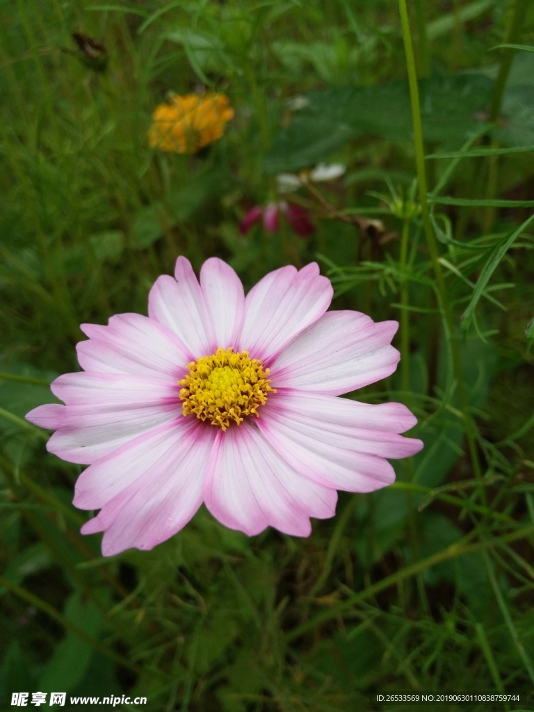 植物 春天 夏天 波斯菊 雏菊