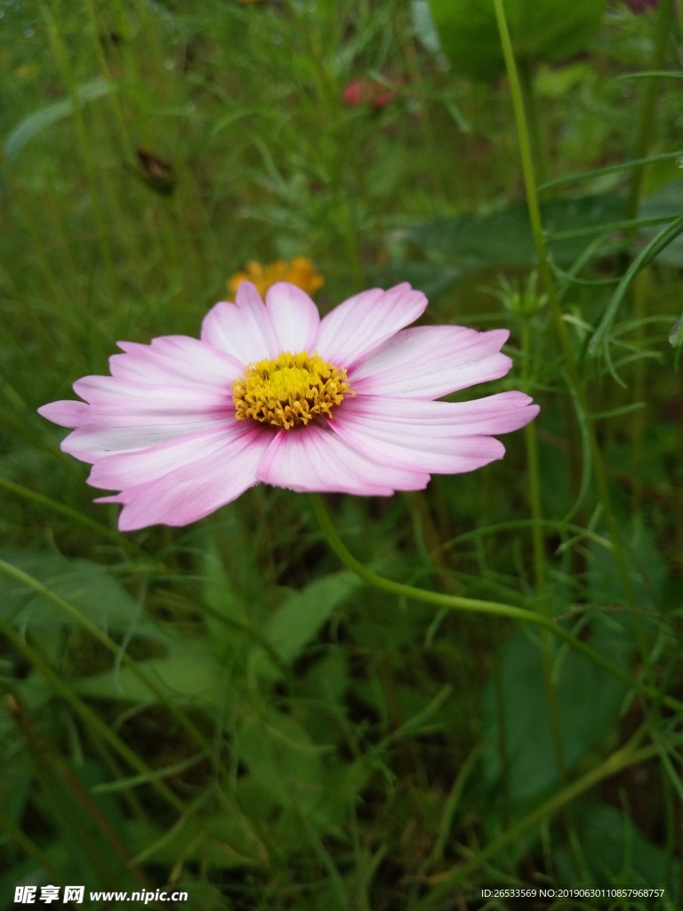 植物 春天 夏天 波斯菊 雏菊