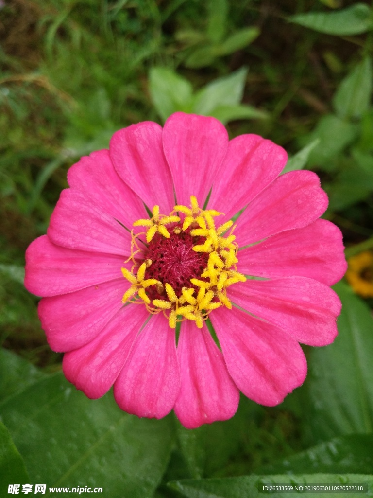 白日菊 百日草 花朵 小清新