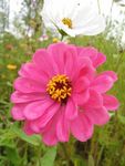 白日菊 百日草 花朵 小清新
