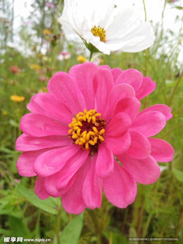 白日菊 百日草 花朵 小清新