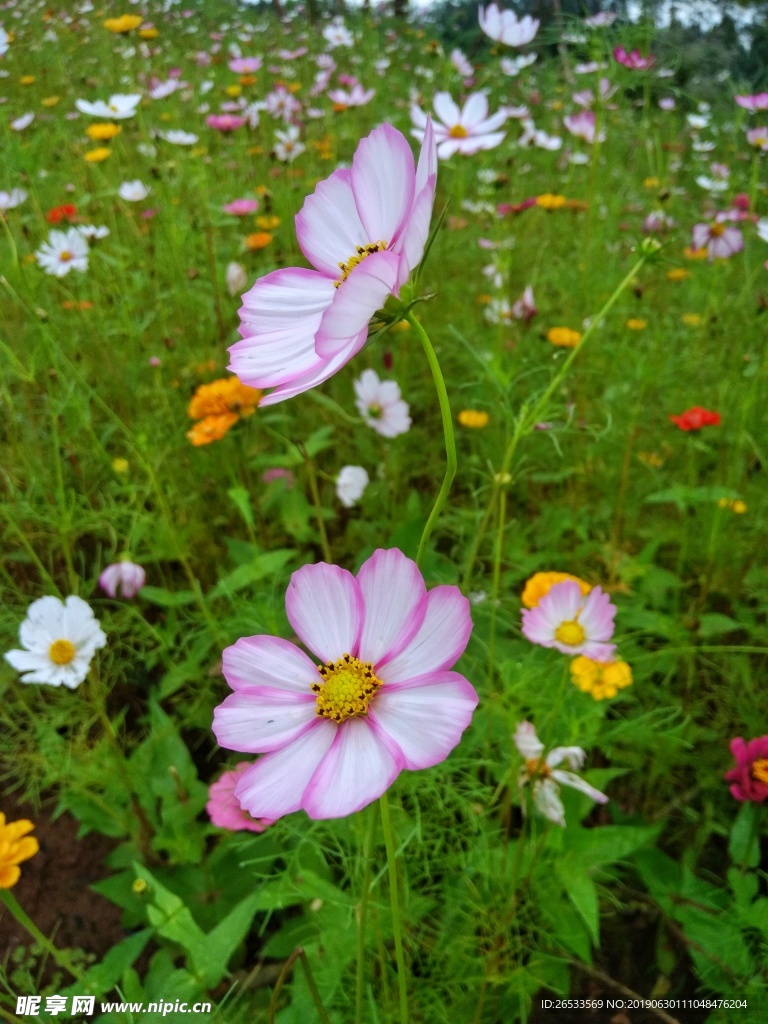 植物 春天 夏天 波斯菊 雏菊