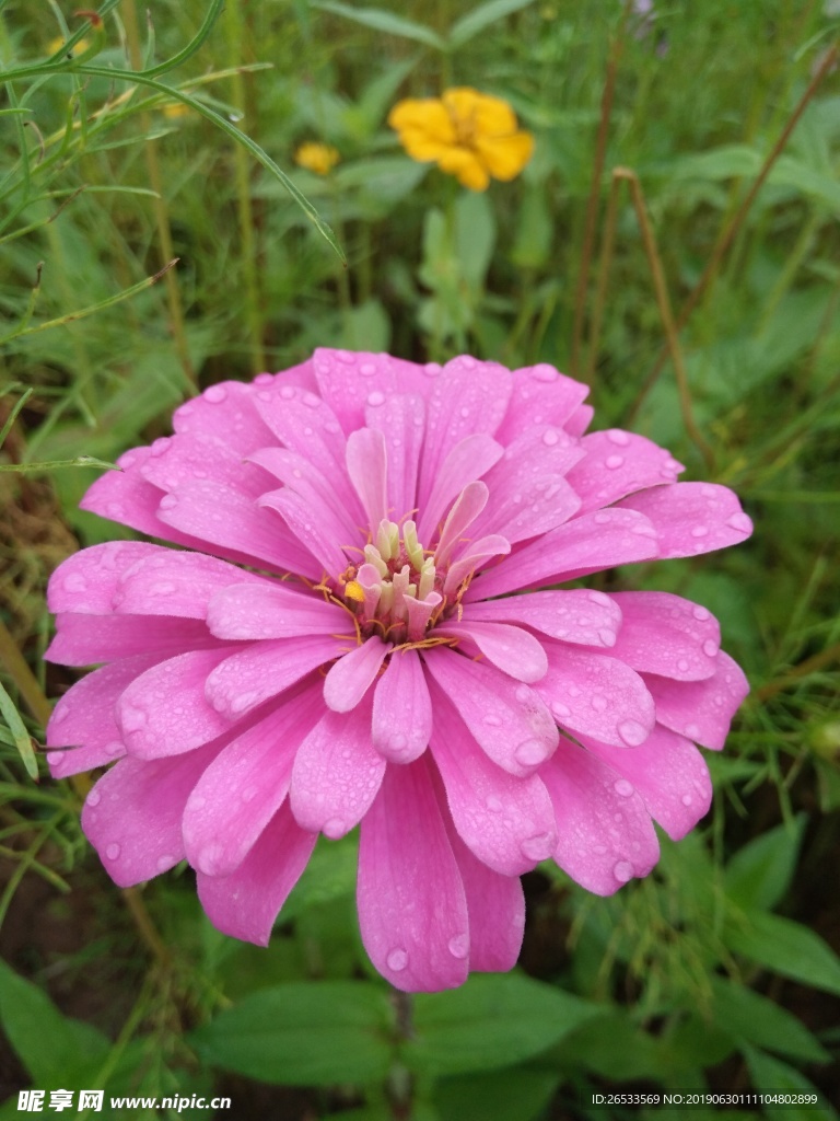 白日菊 百日草 花朵 小清新