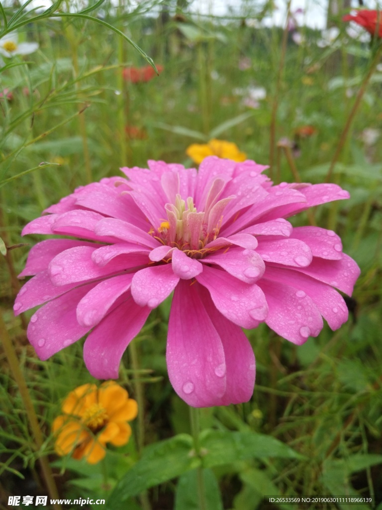 白日菊 百日草 花朵 小清新