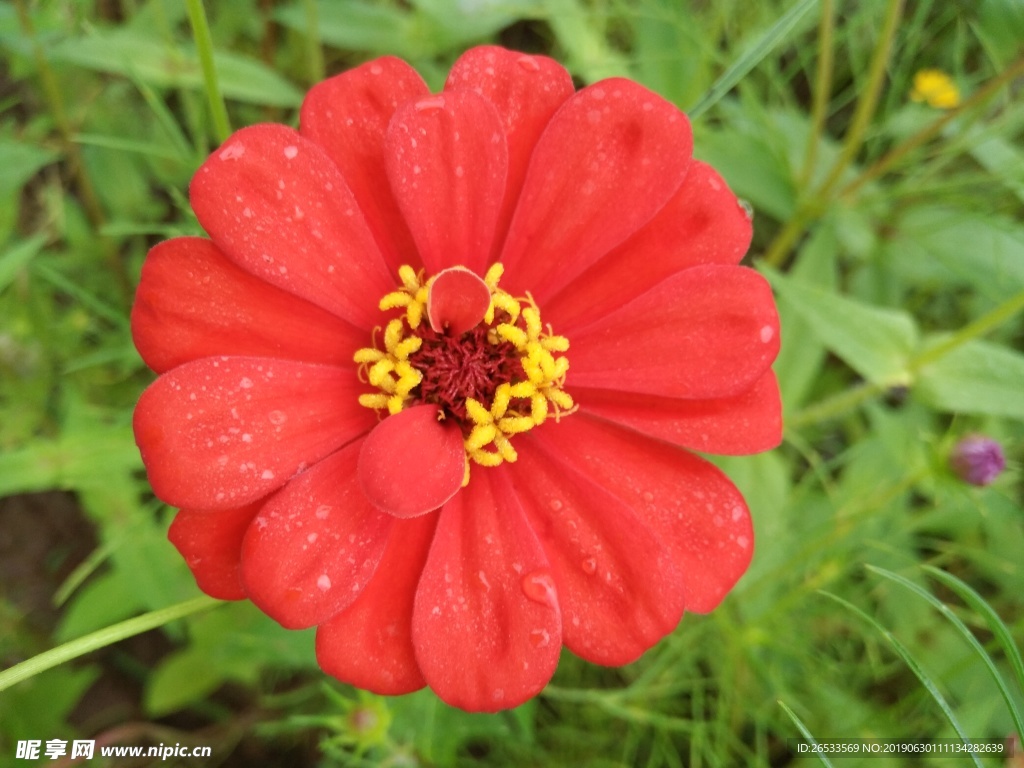 白日菊 百日草 花朵 火球花