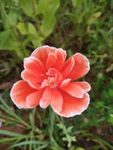 虞美人 高清虞美人 郁金香 花