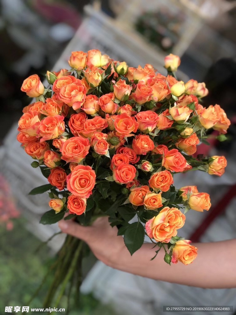 玫瑰花