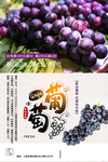 葡萄