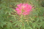 醉蝶花