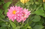 小丽花