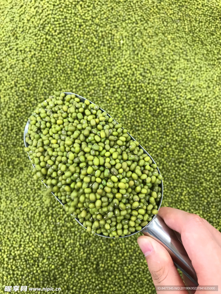 绿豆