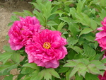 牡丹鲜花