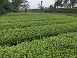 茶海