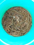 鳝鱼