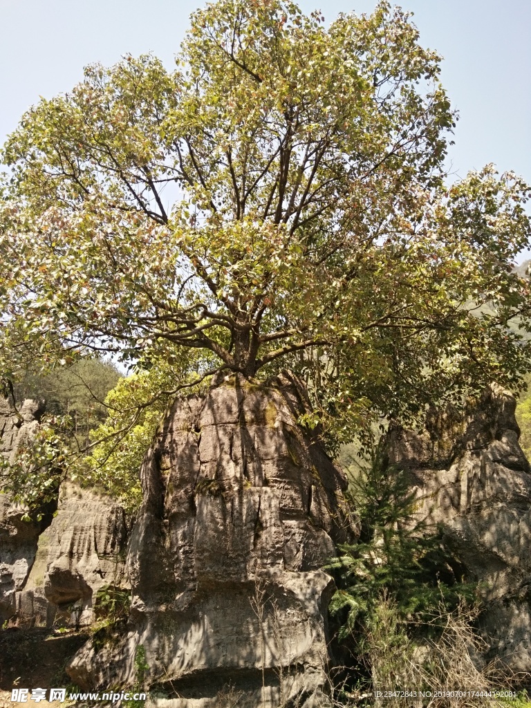 樟树
