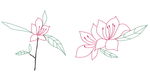 杜鹃花线稿
