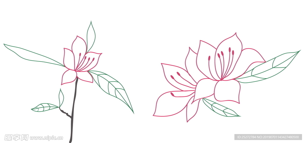 杜鹃花线稿