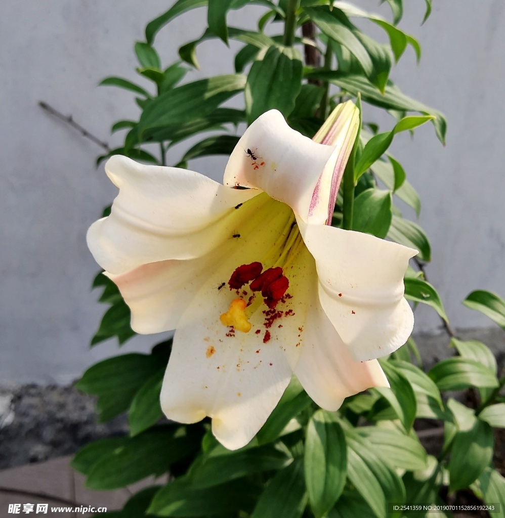 百合花
