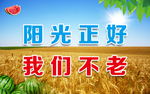 金色 麦田 小麦 麦穗 西瓜