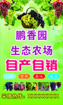 葡萄采摘园