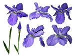 高清鲜花鸢尾素材