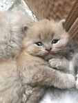 一只可爱的小萌猫萌宠