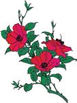山茶花