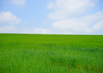 麦田