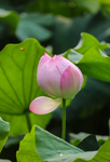 荷