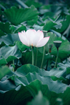 荷
