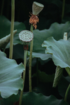 荷