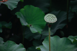 荷