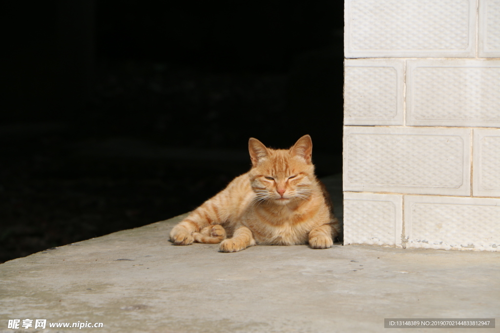 猫