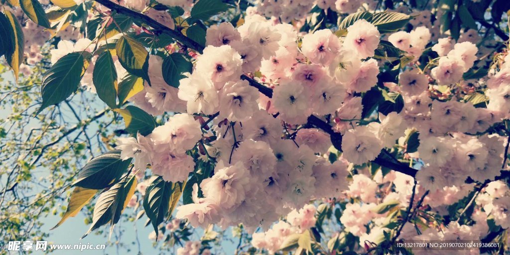 樱花