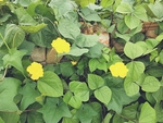 黄花 绿叶