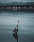 海鸟