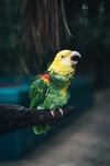 鹦鹉
