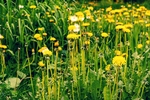 小菊花