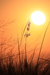 夕阳草丛
