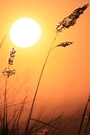夕阳草丛