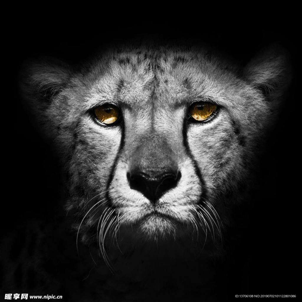 猎豹—动物图片—美图美秀