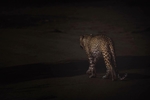 猎豹