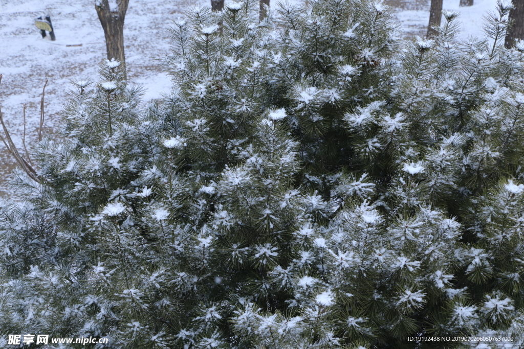 雪润松枝